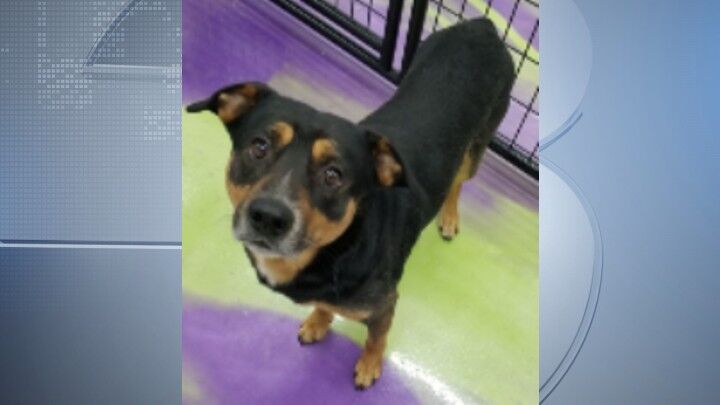 Pets of the Week: June 2, 2022